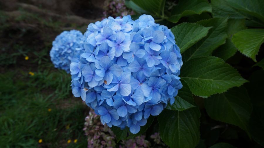 Hortênsia azul
